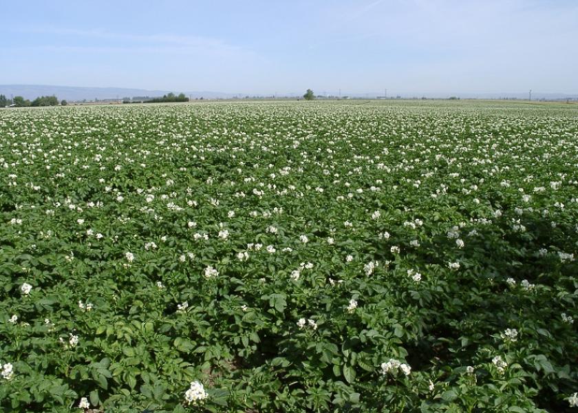 Washington potato growers see strong market, but later start The Packer